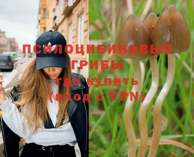 Псилоцибиновые грибы Psilocybe  нарко площадка формула  Владикавказ 